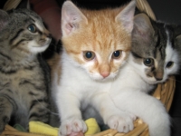 Katzen Katzen
