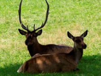 Wildpark Altenfelden Wildpark Altenfelden
