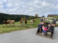 Kühe auf der Weide