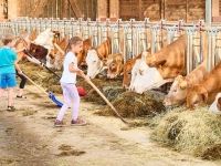 Mithelfen im Stall